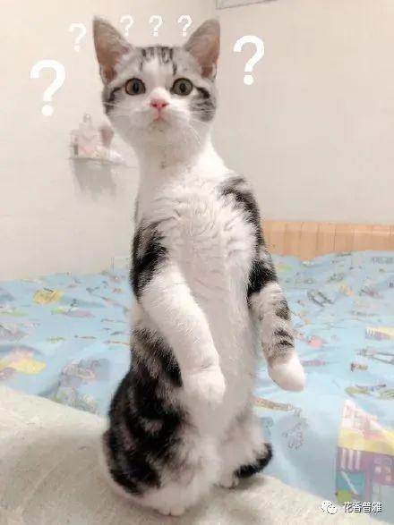 路边吃瓜的猫咪,萌态十足引围观